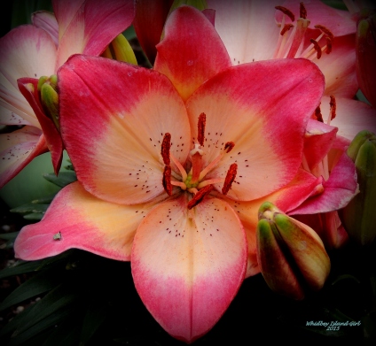 Lovely Lilies! 517201503