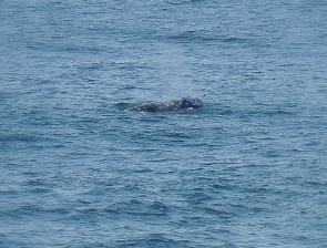The cliffs of Noyo Harbor are a great place to whale watch! A passing grey whale....