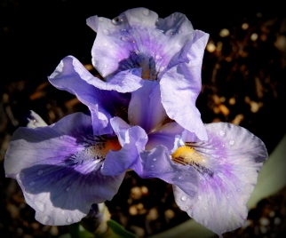 Dewy Iris: Top 20% award for the day of 8/20/16; Top 20% award for the month of August!