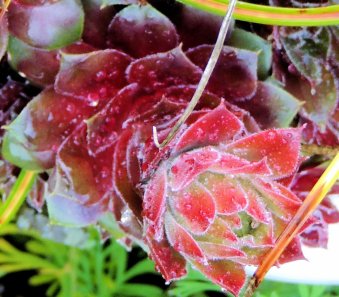 Succulents With Dew: Top 20% for the day of 1/26/16...