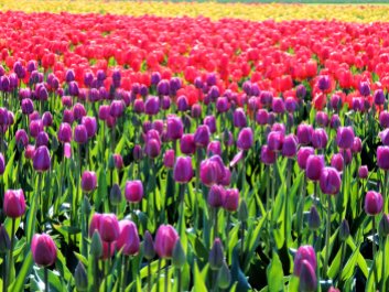 Tulip Dreamin': Top 10% award for the day of 6/14/16; Top 5% award for the week of 6/12/16; Top 5% award for the month of June!